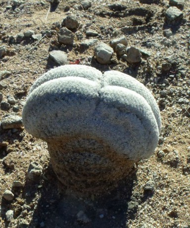 Mammillaria lasiacantha egregii f. cristata, Santa Maria