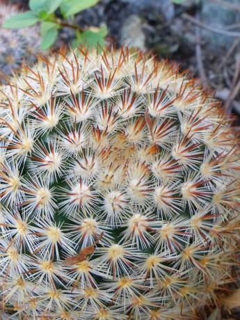 Mammillaria lauii subducta, Minas Asbestos (2)