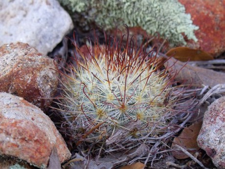 Mammillaria moelleriana, Sierra Chapultepec