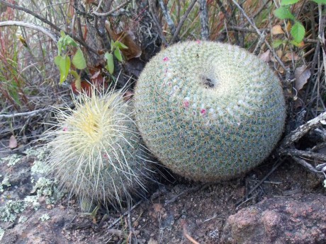 PT 24 Mammillaria muehlenpfordii, před La Paz