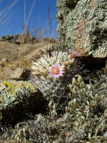 Mammillaria perezdelarosae, před Aguascaliente