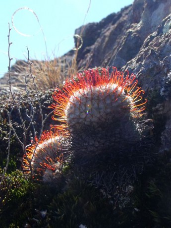 Mammillaria perezdelarosae-bombycina přechod, Cienega