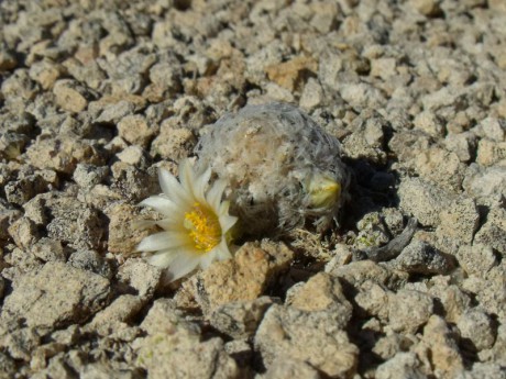 PT 130 Mammillaria roemeri, Nogalitos