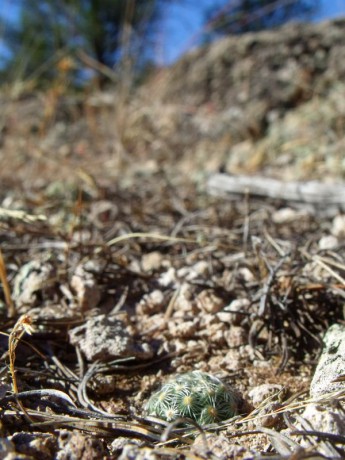 PT 103 Mammillaria saboe, El Terrero