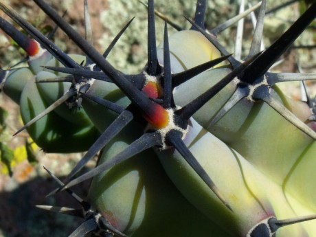 Myrtillocactus sp., Sierra El Cubo