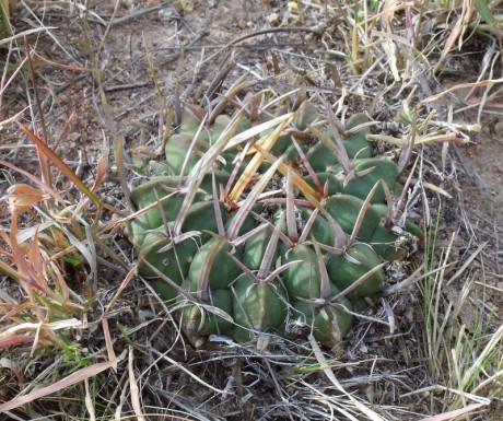 PT 123 Stenocactus coptonogonus, Sierra Chapultepec