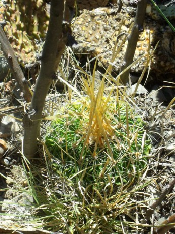 PT 60 Stenocactus erectocentrus, Cerro El Potosí