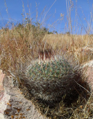 PT 124 Stenocactus ochoterenaus aff., Sierra Chapultepec (1)