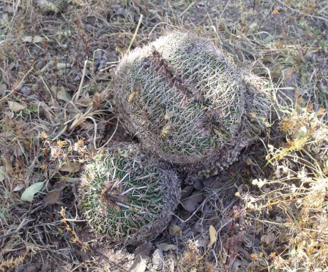 PT 125 Stenocactus phyllacanthus f. cristata, Sierra Chapultepec