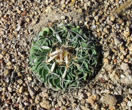 PT 36 Stenocactus phyllacanthus, před La Paz
