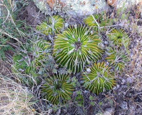 PT 27 Stenocactus sp., před Aldama