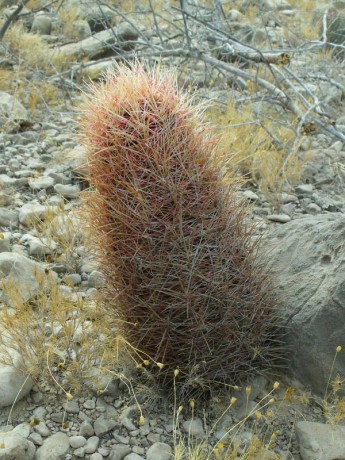 PT 90 Thelocactus bicolor bolansis, před El Hundido