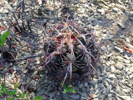 PT 51 Thelocactus bicolor commodus, mezi Linares a Montemorellos