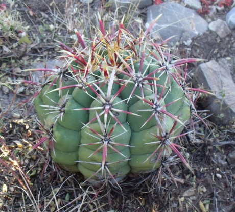 PT 113b Thelocactus heterochromus, jižně Valle del Rosario