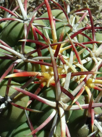 PT 118 Thelocactus hexaedrophorus detail, Cerano