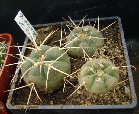 G. armatum JO 600