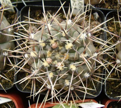 G. brachypetalum P 101