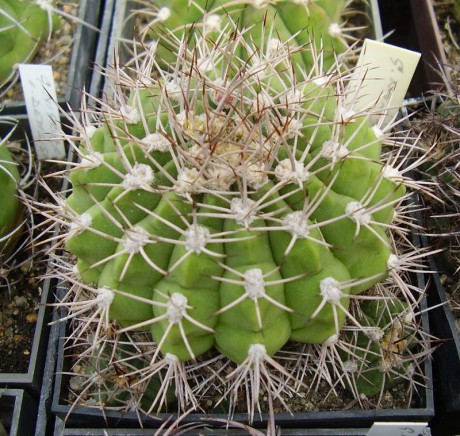 G. nigriareolatum