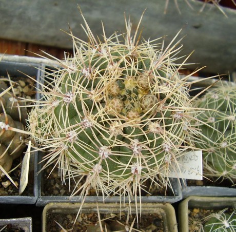 G. sp. Canyon (schatzlianum)