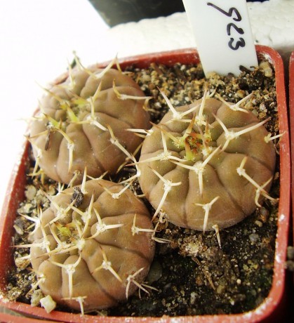 G. sp. G 23 (Bozsing)