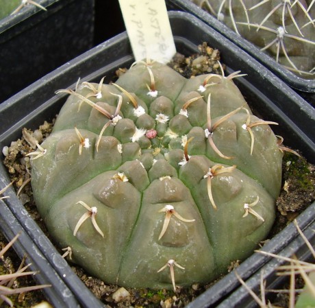 G. stellatum paucispinum