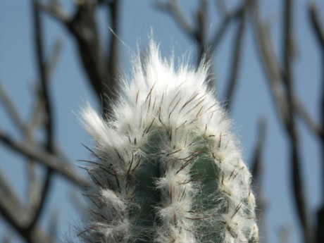 427  Pilosocereus sp.