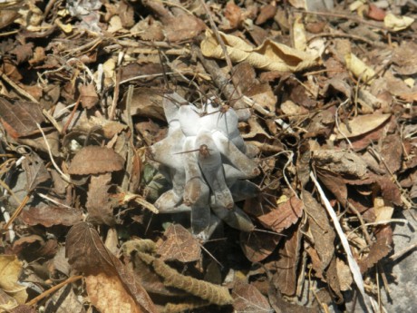 713 Hertrichocereus beneckei