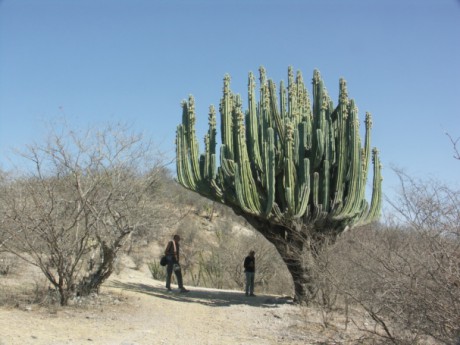 802 Pachycereus weberi