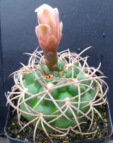 G. glaucum ssp. albertovojtechii STO 60