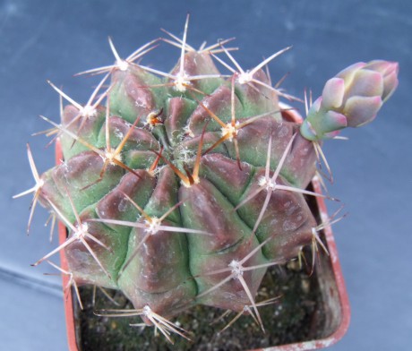 G. pseudomalacocarpus L 365