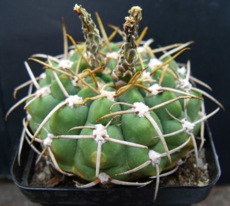 G. sp. Tambores (uruguayense)