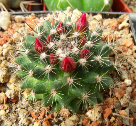 Mammillaria occulta, Sierra El Doctor