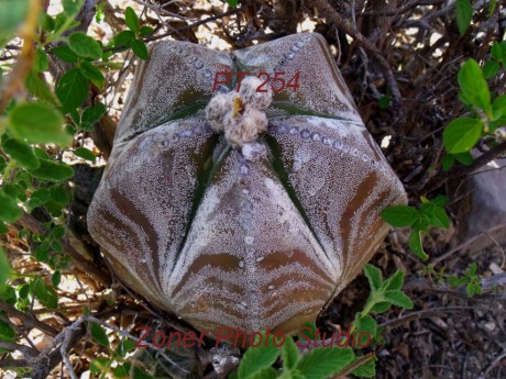 DSCF6774 A. myriostigma jaumavense