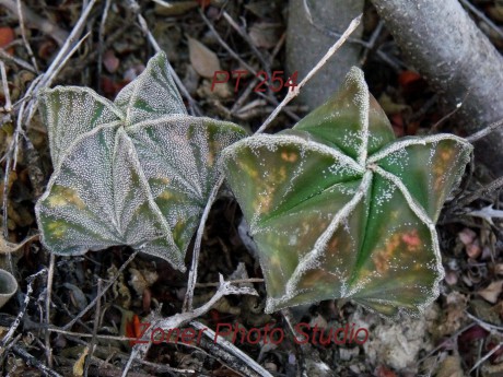 DSCF6777 A. myriostigma jaumavense