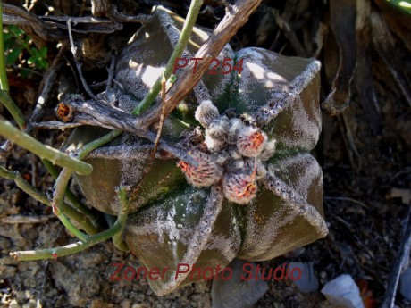 DSCF6798 A. myriostigma jaumavense