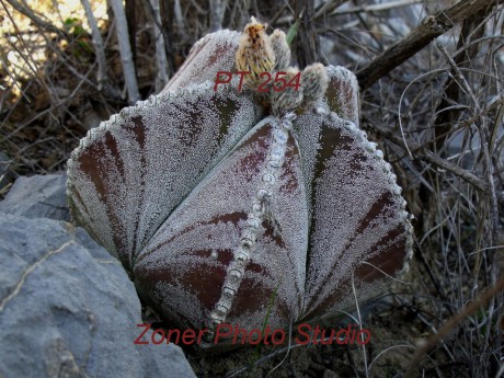 DSCF6804 A. myriostigma jaumavense