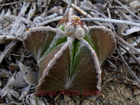 DSCF6818 A. myriostigma jaumavense