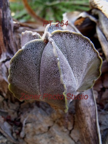 DSCF6845 A. myriostigma jaumavense