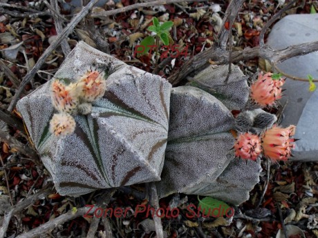 DSCF6853 A. myriostigma jaumavense