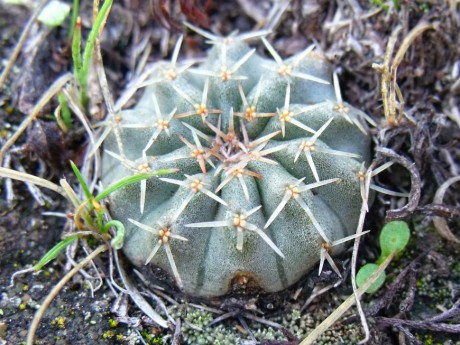 DSCF4506 Echinocereus pulchellus, Huixmí, HGO