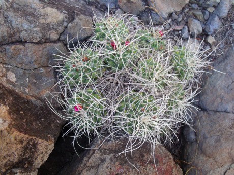 DSCF4606 Mammillaria compressa, Puente Tasquillo, HGO, PT 204 