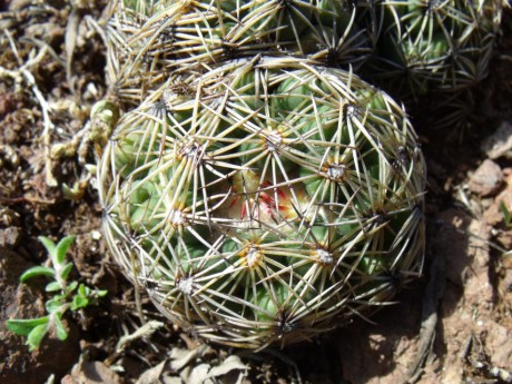 DSCF4622 Coryphantha radians, Puente Tasquillo, HGO 