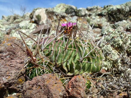 DSCF4636 Stenocactus lamellosus, Santa María, km 126, QRO, PT 206 