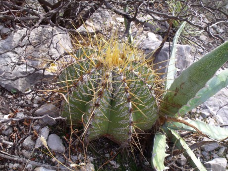 DSCF4652 Astrophytum ornatum, Presa de Zimapán, QRO, PT 15 