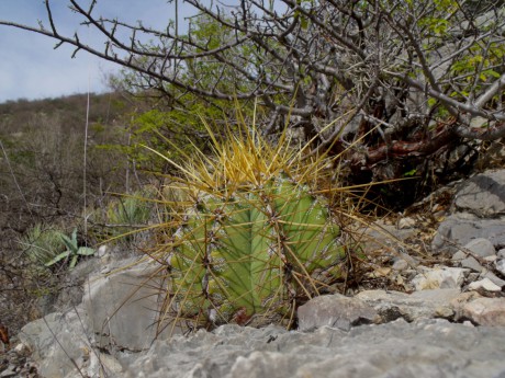 DSCF4655 Astrophytum ornatum, Presa de Zimapán, QRO, PT 15 