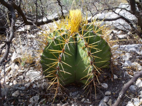 DSCF4658 Astrophytum ornatum, Presa de Zimapán, QRO, PT 15  