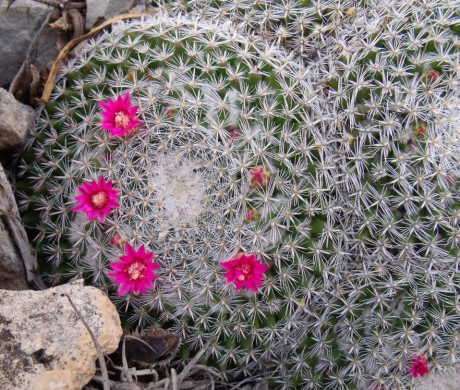 DSCF4671 Mammillaria cadereytensis, Presa de Zimapán, QRO, PT 11