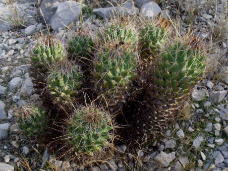 DSCF4676 Coryphantha octacantha, Presa de Zimapán, QRO, PT 208