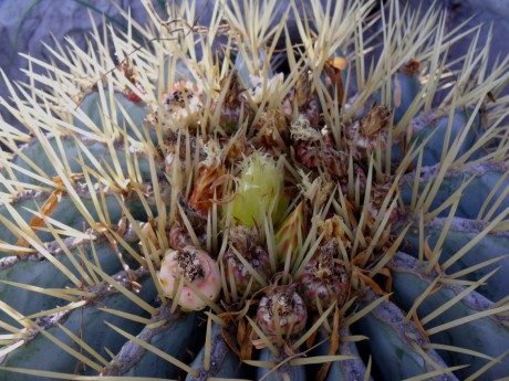 DSCF4680 Ferocactus glaucescens, Presa de Zimapán, QRO, PT 209