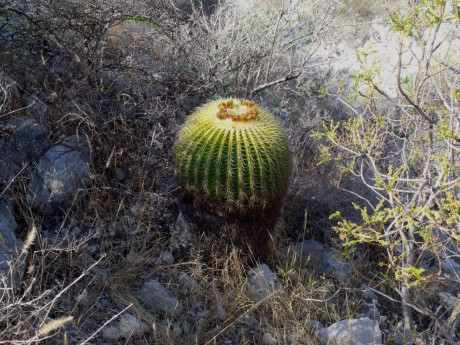 DSCF4681 Echinocactus grusonii, Presa de Zimapán, QRO, PT 13